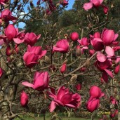 magnolia vulcan-700x700